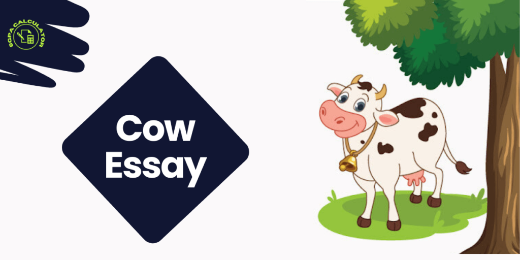 cow essay